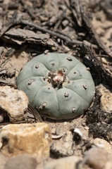 Peyote