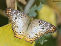 White Peacock