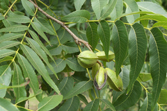 pecan