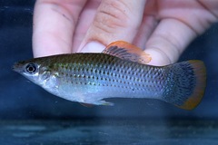 Shortfin Molly