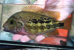 Twoband Cichlid