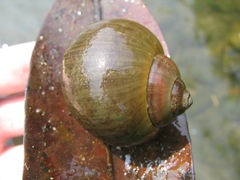 Chivita Snail