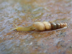 Miniature Awlsnail