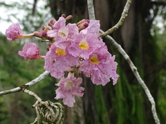 Pink poui