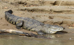 Morelet's Crocodile