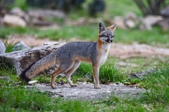 Gray Fox