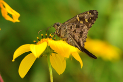 Dorantes Longtail