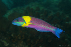 Cortez Rainbow Wrasse