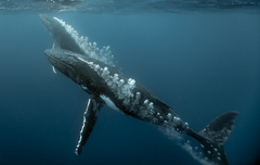 Humpback Whale