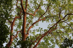 Gumbo Limbo