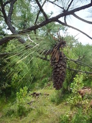 Michoacan pine