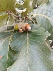 Quercus resinosa