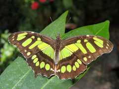 Malachite