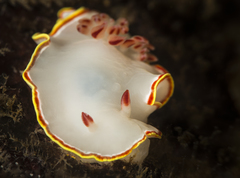 Red-tipped Sea Goddess