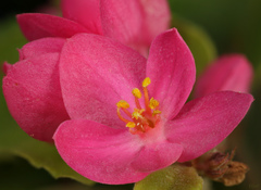 Coral Vine