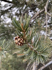 Parry pinyon