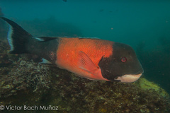 California Sheephead