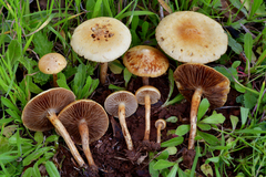 Common Fieldcap