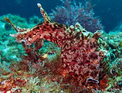 California Seahare