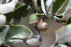 Quercus crispipilis