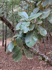 k’antulán