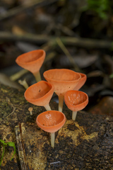 Cookeina speciosa