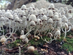 Trooping Crumble Cap
