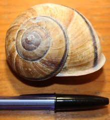 Lysinoe ghiesbreghti