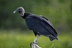 Black Vulture