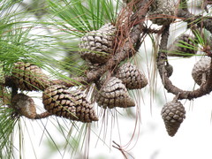 egg-cone pine