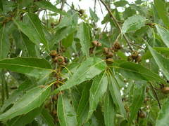 Quercus acutifolia
