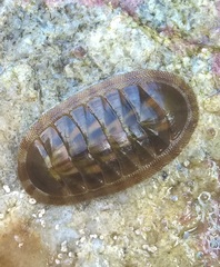 Chiton articulatus