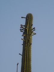 Cephalocereus mezcalaensis
