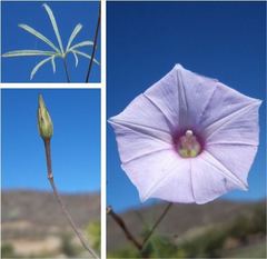 tripleleaf morning-glory