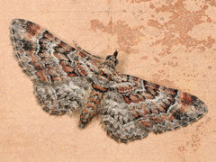 Double-striped Pug