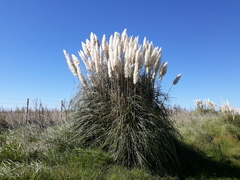 Pampas Grass