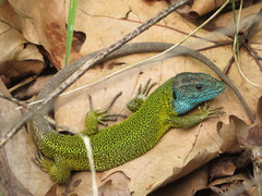 Iberian Emerald Lizard
