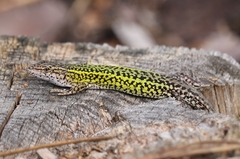 Carbonell’s Wall Lizard