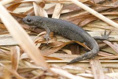 Italian Crested Newt