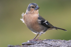 Azores Chaffinch