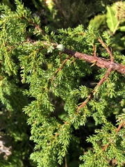 Azores juniper