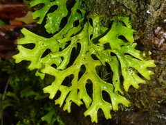 Sticta canariensis