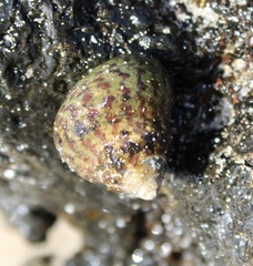 Phorcus sauciatus