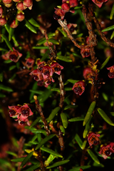 Azorean Heather