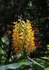 Kahili ginger