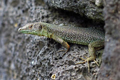 Madeira Lizard