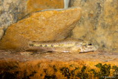Pyrenean Gudgeon