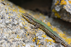 Bocage's Wall Lizard
