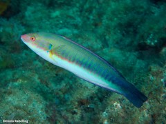 Atlantic rainbow wrasse