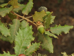 Portuguese oak